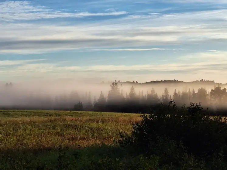 Morning fog over a field and a spruce treeline