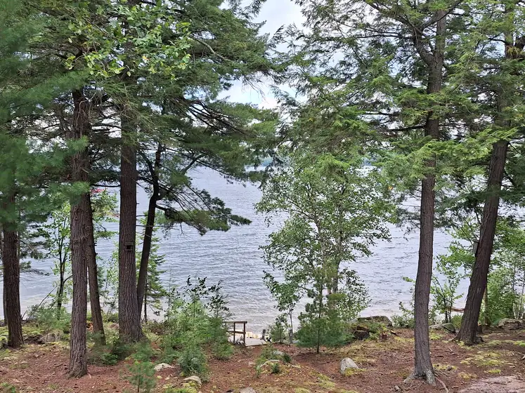 Tall pines on a rocky lakeshore