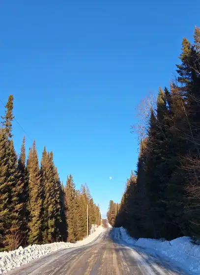 Snow-lined bush road running between tall spruce trees