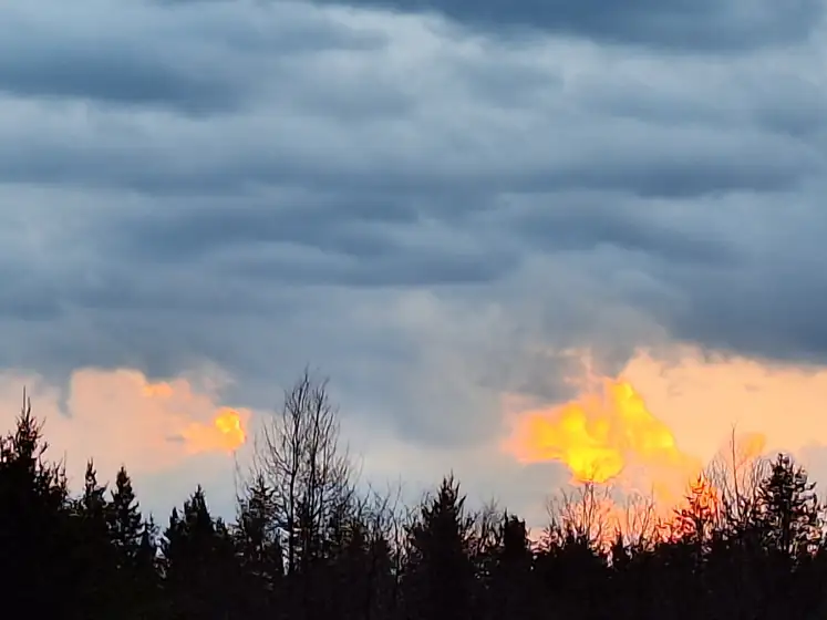 Sunset clouds over a dark spruce treeline